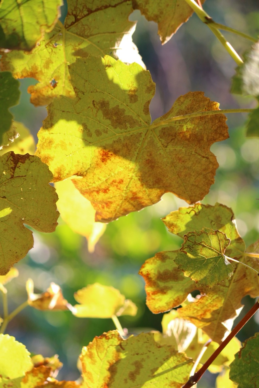 Golden autumn light in a vineyard