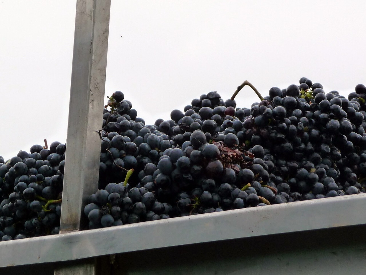 Nebbiolo grapes