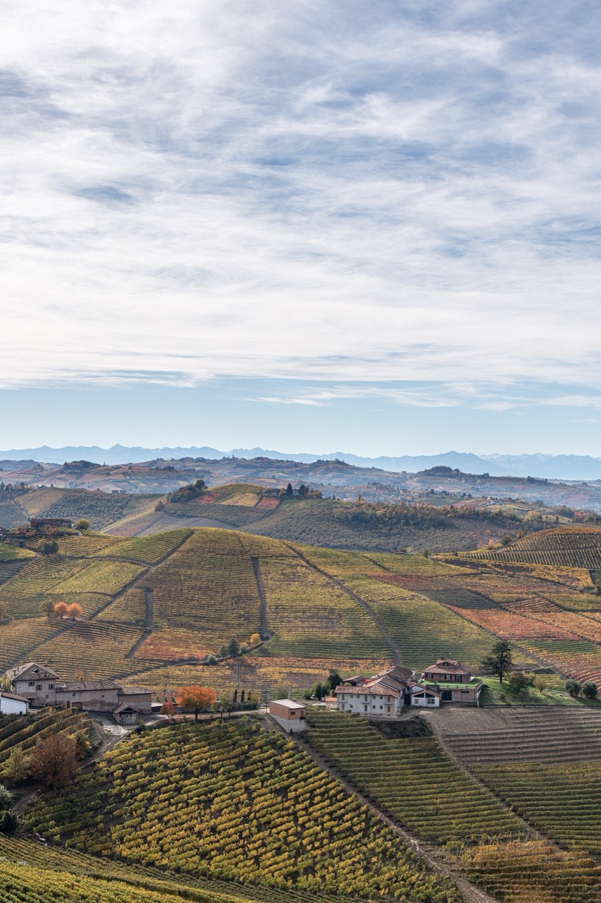 Vineyards of Barbaresco